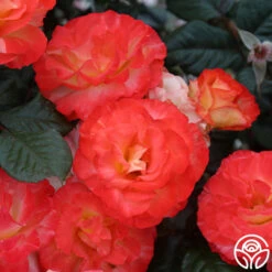 Chihuly™ 11 Chihuly™ -Precisiom Store chihuly 1 4