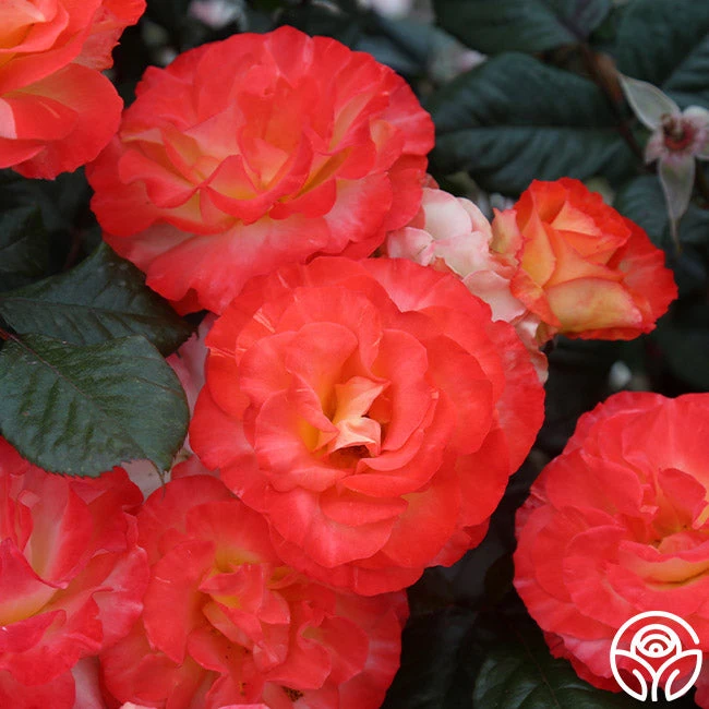 Chihuly™ 6 Chihuly™ - Image 6