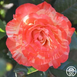 Chihuly™ 10 Chihuly™ -Precisiom Store chihuly 4 1