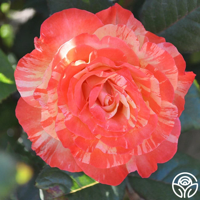 Chihuly™ 5 Chihuly™ - Image 5