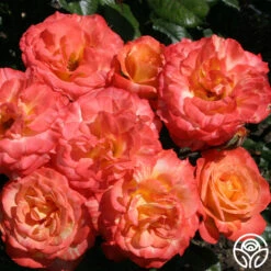 Chihuly™ 9 Chihuly™ -Precisiom Store chihuly 7