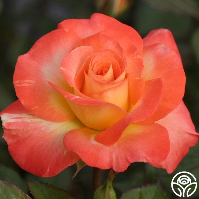 Chihuly™ 3 Chihuly™ - Image 3