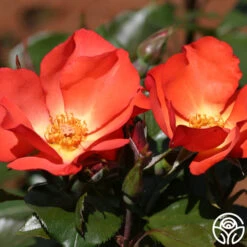 Christine™ 6 Christine™ -Precisiom Store christine logo 02