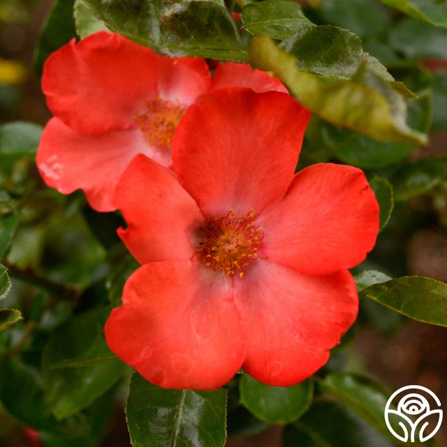 Christine™ 1 Christine™