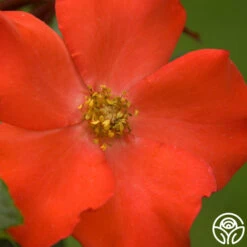 Christine™ 7 Christine™ -Precisiom Store christine logo 04