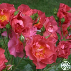 Cinco De Mayo 25 Cinco De Mayo -Precisiom Store cinco de mayo 1 1 1