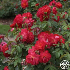 Cinco De Mayo 26 Cinco De Mayo -Precisiom Store cinco de mayo 3 8