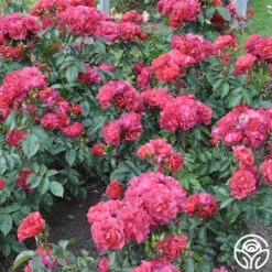 Cinco De Mayo 28 Cinco De Mayo -Precisiom Store cinco de mayo 4 8