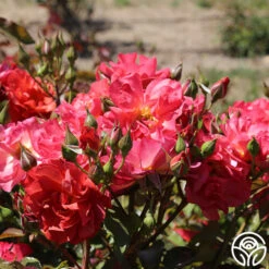 Cinco De Mayo 29 Cinco De Mayo -Precisiom Store cinco de mayo 71