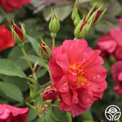 Cinco De Mayo 18 Cinco De Mayo -Precisiom Store cinco de mayo 7 1