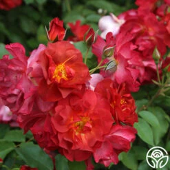 Cinco De Mayo 24 Cinco De Mayo -Precisiom Store cinco de mayo 8 1