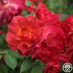 Cinco De Mayo 19 Cinco De Mayo -Precisiom Store cinco de mayo 9 1