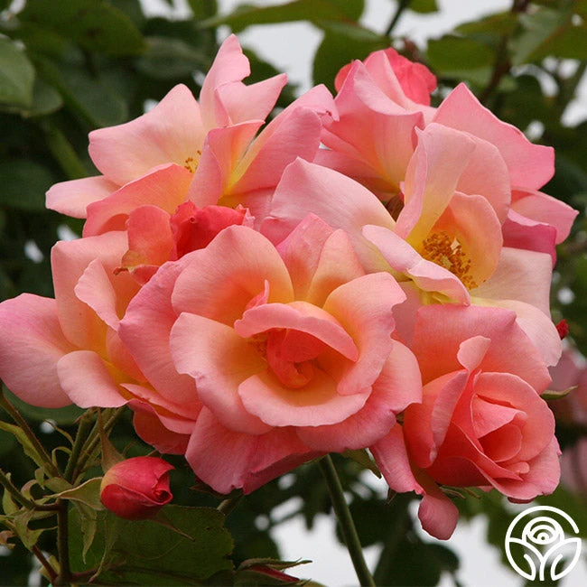 City Girl™ 1 City Girl™