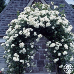 CL Iceberg -Precisiom Store cl iceberg 1 1