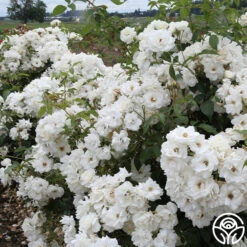 CL Iceberg -Precisiom Store cl iceberg 2 1