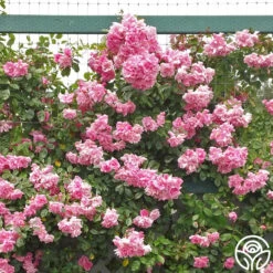 CL Pinkie -Precisiom Store cl pinkie logo 03