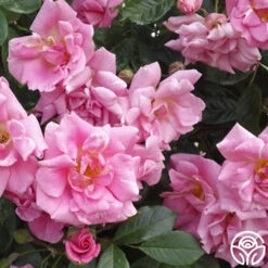 CL Pinkie -Precisiom Store cl pinkie logo 04