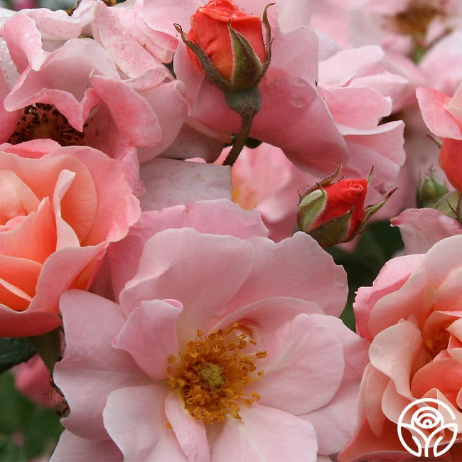 Clair Matin® 2 Clair Matin® - Image 2