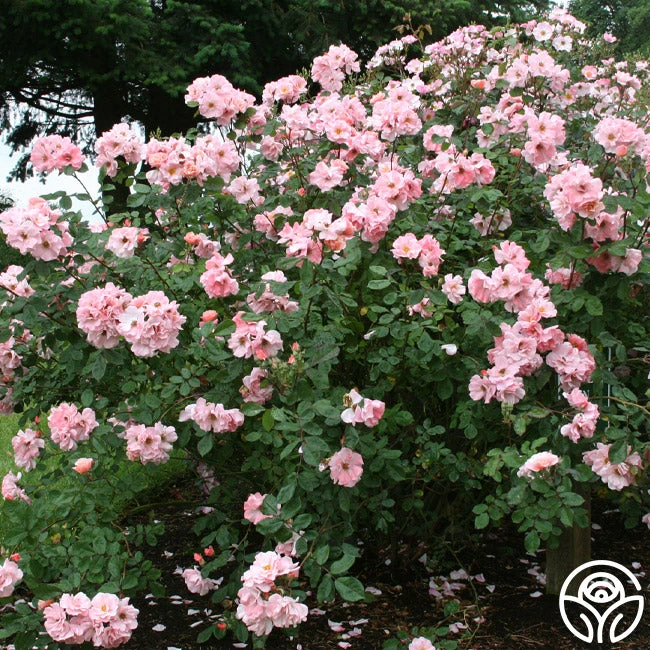 Clair Matin® 3 Clair Matin® - Image 3