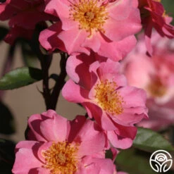 Clair Matin® 7 Clair Matin® -Precisiom Store clair matin logo 04