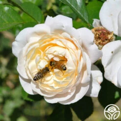 Cloud 10™ 19 Cloud 10™ -Precisiom Store cloud 10 logo 01