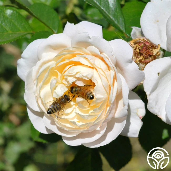 Cloud 10™ 8 Cloud 10™ - Image 8