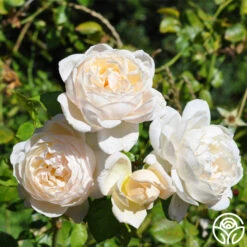 Cloud 10™ 22 Cloud 10™ -Precisiom Store cloud 10 logo 02