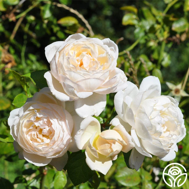 Cloud 10™ 11 Cloud 10™ - Image 11