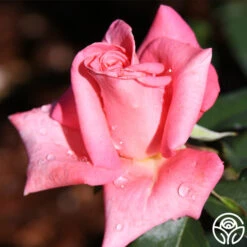 Cloud Nine 5 Cloud Nine -Precisiom Store cloud nine 2 1 1