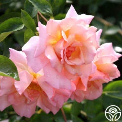 Compassion® -Precisiom Store compassion 8