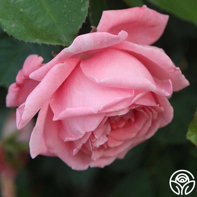 Coral Dawn® 2 Coral Dawn® - Image 2