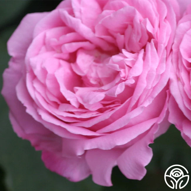 Coupe D' Hebe 8 Coupe D' Hebe - Image 8