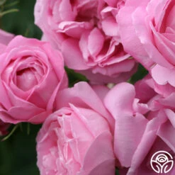 Coupe D' Hebe 12 Coupe D' Hebe -Precisiom Store coupe d hebe 2