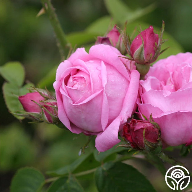 Coupe D' Hebe 1 Coupe D' Hebe