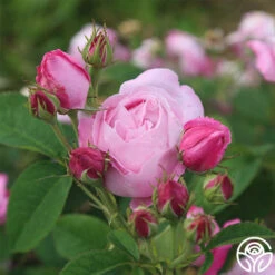 Coupe D' Hebe 14 Coupe D' Hebe -Precisiom Store coupe d hebe 4