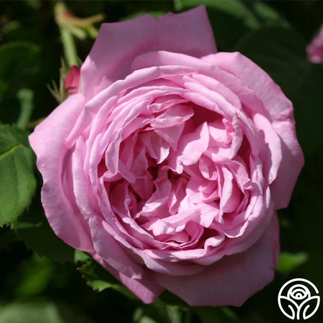 Coupe D' Hebe 2 Coupe D' Hebe - Image 2