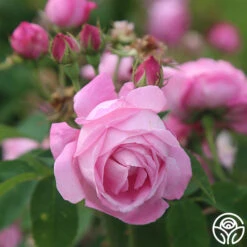 Coupe D' Hebe 11 Coupe D' Hebe -Precisiom Store coupe d hebe 8