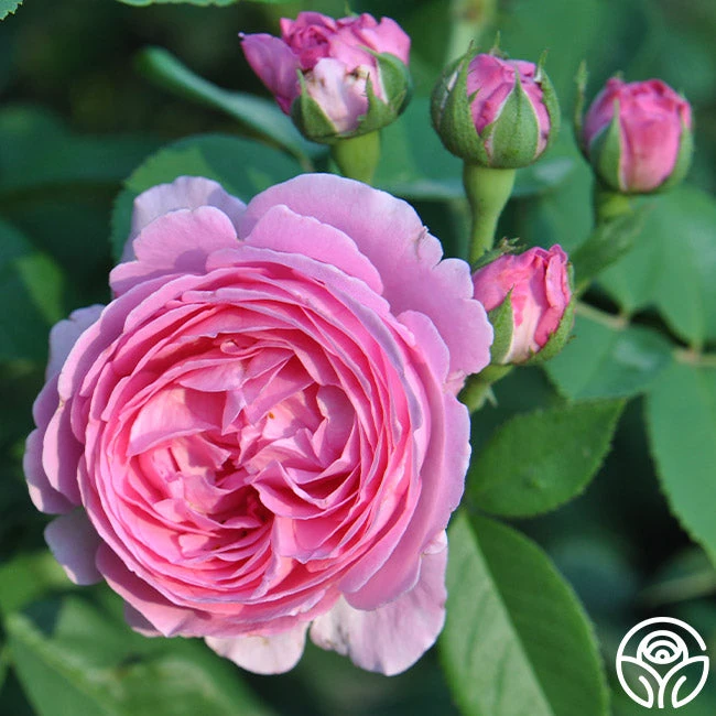 Coupe D' Hebe 6 Coupe D' Hebe - Image 6