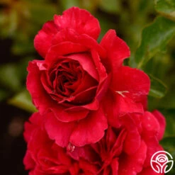 Courageous™ -Precisiom Store courageous 18