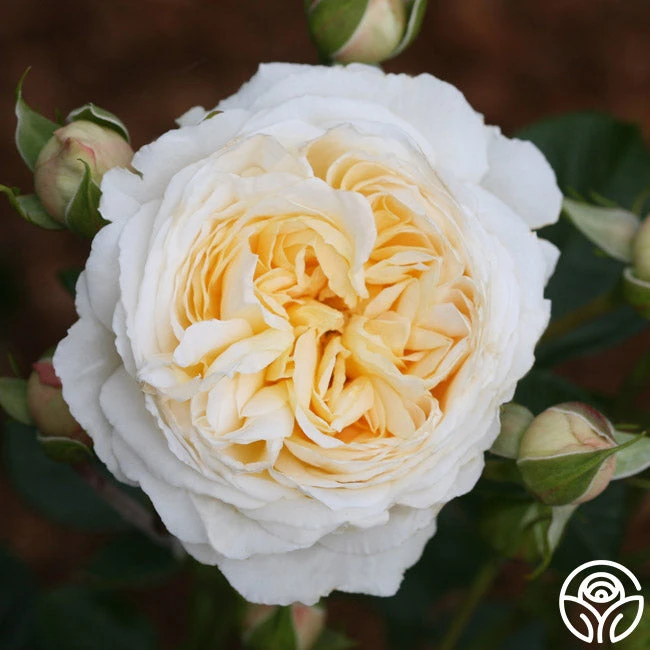 Cream Abundance™ 1 Cream Abundance™