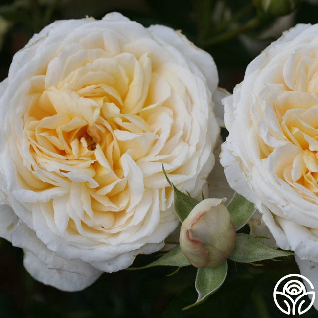 Cream Abundance™ 7 Cream Abundance™ - Image 7