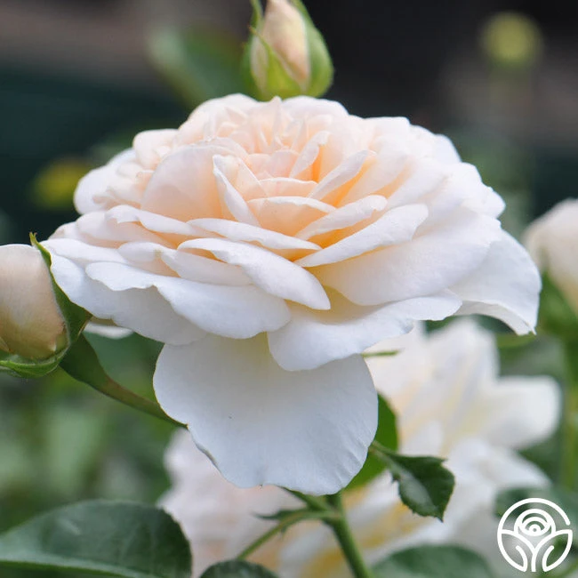 Cream Abundance™ 6 Cream Abundance™ - Image 6