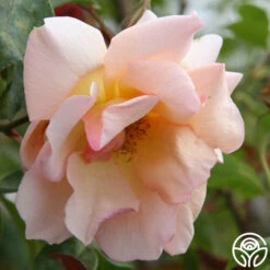 Crépuscule -Precisiom Store crepuscule logo 03