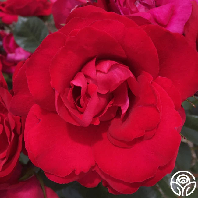 Crimson Sky 2 Crimson Sky - Image 2