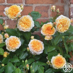 Crown Princess Margareta® -Precisiom Store crown princess margareta 3 2