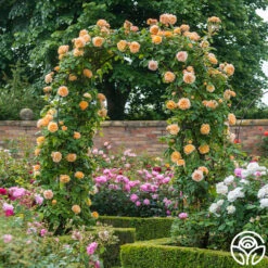 Crown Princess Margareta® -Precisiom Store crown princess margareta 6