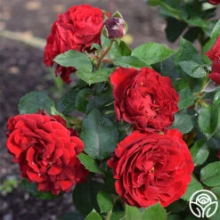 Dancing In The Dark™ -Precisiom Store dancing in the dark 2 5