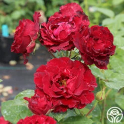 Dancing In The Dark™ -Precisiom Store dancing in the dark 3 5