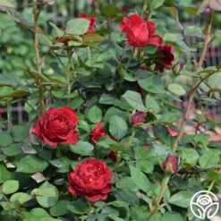 Dancing In The Dark™ -Precisiom Store dancing in the dark 5