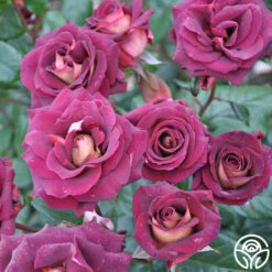 New Release -Precisiom Store dark night 1 1 8